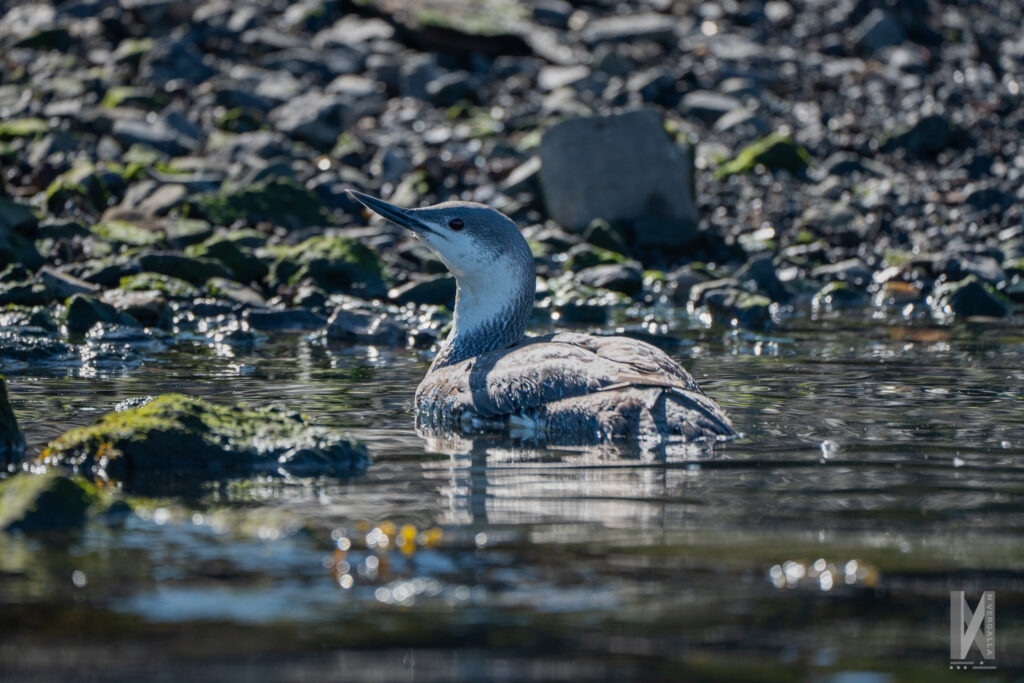 A Red Throated Loon