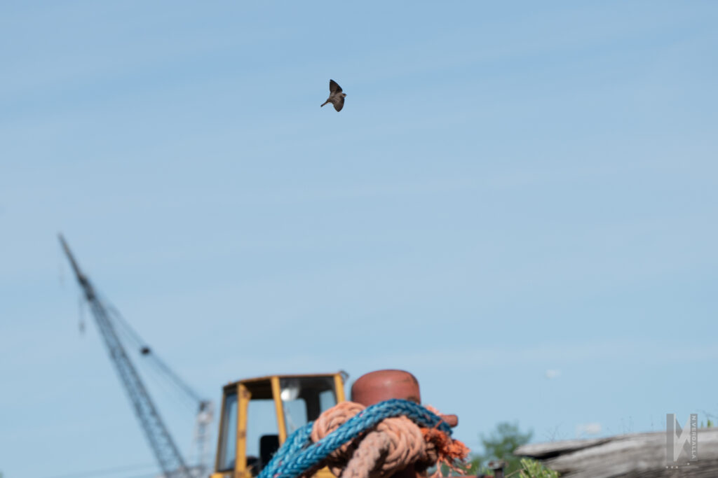 A rough-tailed swallow