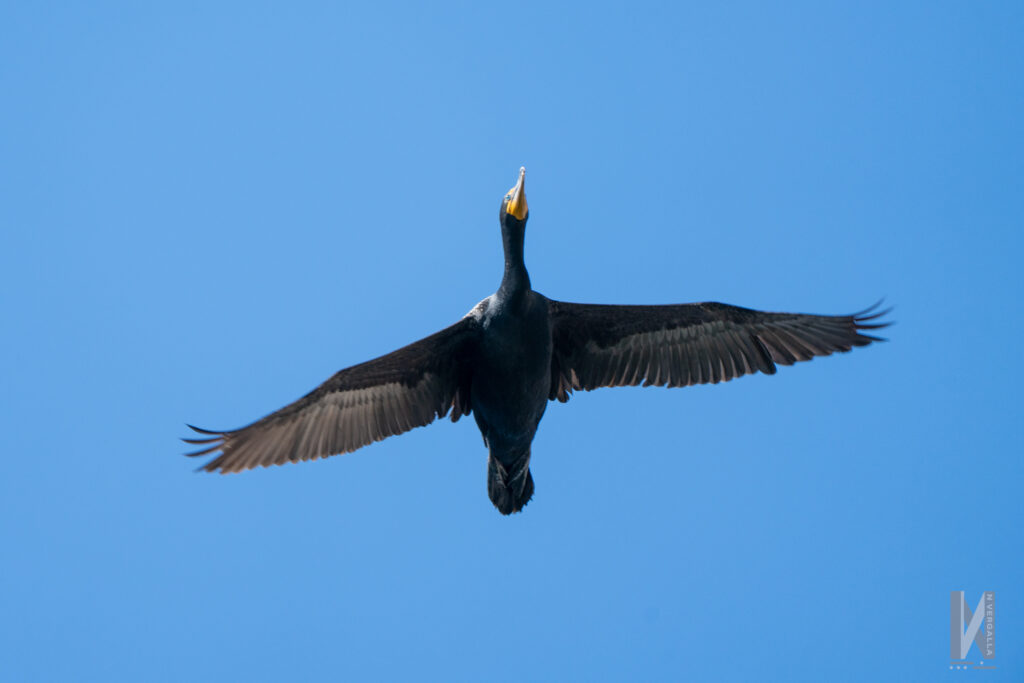 A double crested cormorant flys over our canoes.