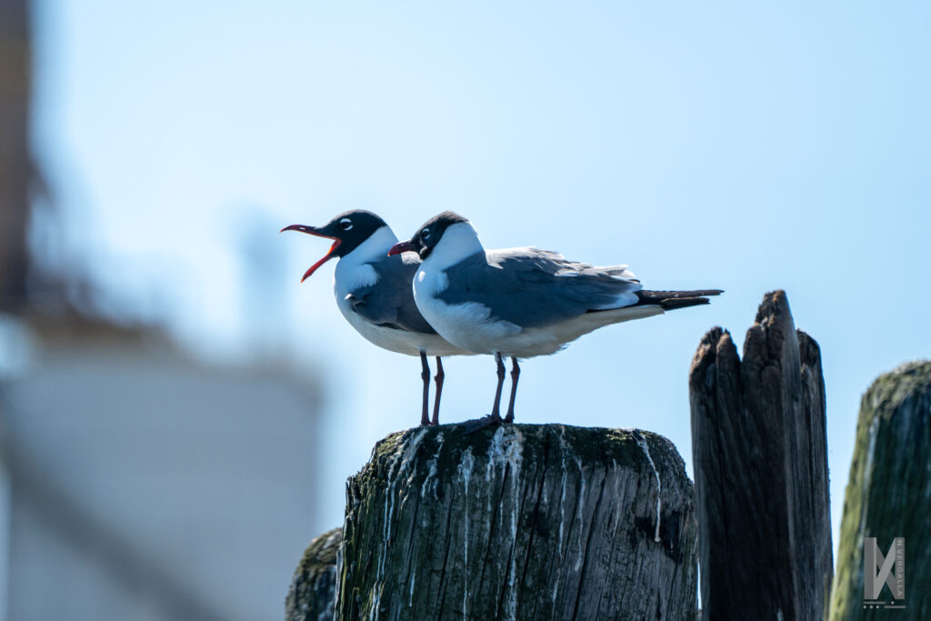 Laughing gulls chat away.